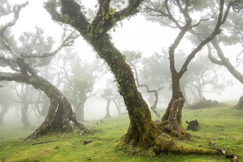 Laurel trees (Laurus nobilis) on Madeira, Fanal, Madeira, Portugal