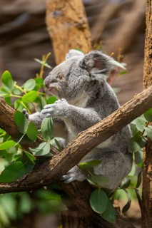 Koala (Phascolarctos cinereus) sitting on a tree, captive, distribution South Australia, Australia,