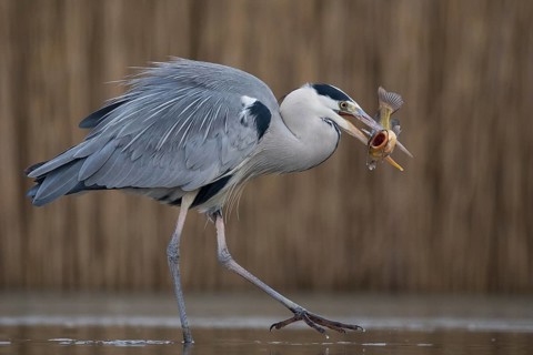 Grey Heron (Ardea cinerea) with fish prey in beak, Pusztaszer, Hungary