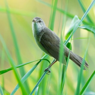 Reed warbler (Acrocephalus arundinaceus) on a reed stem, reed (Phragmites australis), Lower Saxony,