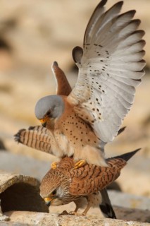 Lesser Kestrel (Falco naumanni), pair mating, Castile-La Mancha