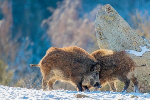 Two young wild boars (Sus scrofa) wrestle with each other in the backlight of the sun in a clearing