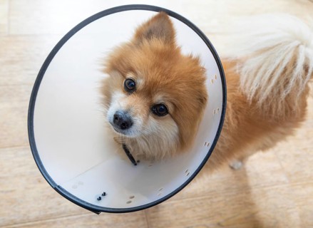 Pomeranian pet dog wearing an Elizabethan collar