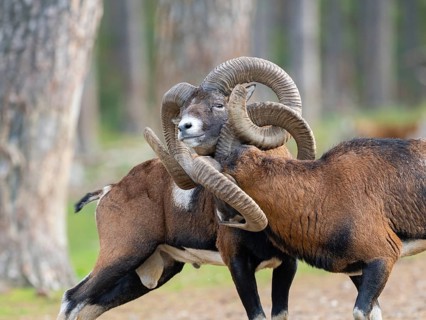 Two grouches have wedged their horns, North Rhine-Westphalia, Germany