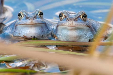 Blue moor frog (Rana arvalis) mating in the moor, Goldenstedter Moor, Lower Saxony, Germany