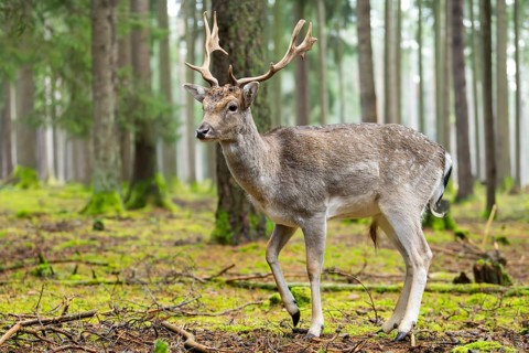 European fallow deer (Dama dama) buck in a forest in autumn, Bavaria, Germany