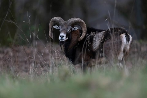 Mouflon (Ovis gmelini), Bitburg, Rhineland-Palatinate, Germany