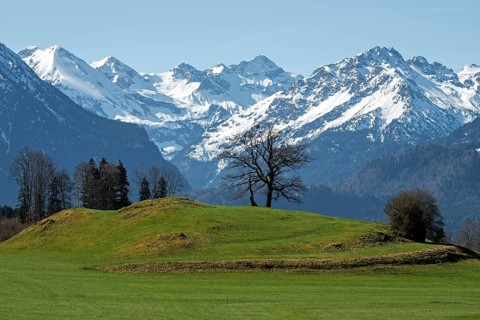 Group of trees, snow-covered mountains of the Allgäu Alps, near Schöllang, Oberallgäu, Allgäu,
