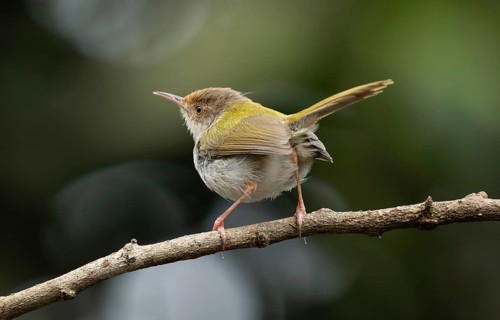 Common Tailorbird (Orthotomus sutorius) perched on a slender branch, Sreepur, Gazipur, bangladesh