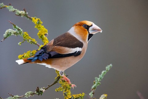 Hawfinch (Coccothraustes coccothraustes) Germany