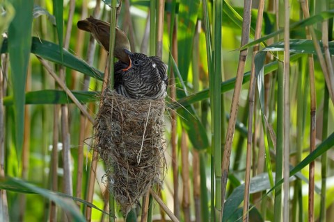 Common Cuckoo & Eurasian Reed Warbler (Cuculus canorus & Acrocephalus scirpaceus) Eurasian Reed