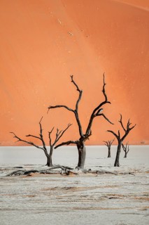 Dead camel thorn trees (Vachellia erioloba), red sand dunes, white salt pan, Dead Vlei, Sossusvlei,