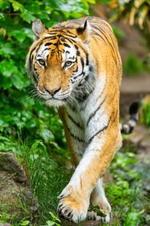 Siberian tiger (Panthera tigris tigris) walking through bushes on a rainy day, captive, Germany