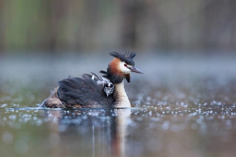 Great Crested Grebe (Podiceps cristatus) with chicks, North Rhine-Westphalia, Germany