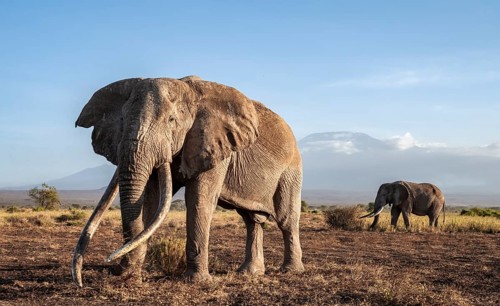African elephant (Loxodonta africana) with Kilimanjaro, the famous Super Tusker elephant Craig, old
