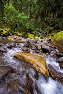 Mhlwazini River flows through thick forest, original mountain forest, Rainbow Gorge,