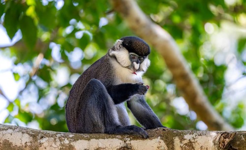 Red-tailed guenon or Congo white-nosed guenon (Cercopithecus ascanius schmidti), sitting on a tree,