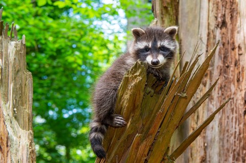 Young raccoon (Procyon lotor) on a discovery tour, Steinhagen, North Rhine-Westphalia, Germany