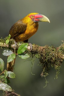 Saffron Toucanet (Pteroglossus bailloni) perched on a branch in the Atlantic rainforest of