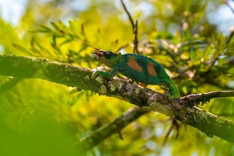 Three-horned chameleon (Trioceros jacksonii), male, Bwindi Impenetrable Forest National Park,