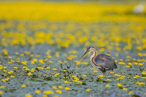 Purple heron (Ardea purpurea) Hungary