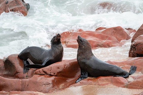 Seal colony, fur seal, Cape fur seal (Arctocephalus pusillus), Cape Cross, Atlantic coast, Namibia