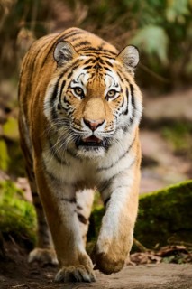 Siberian tiger or Amur tiger (Panthera tigris altaica) walking on the ground, captive, habitat in