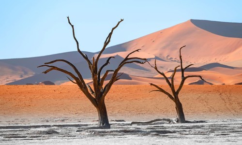 Dead camel thorn trees (Vachellia erioloba), red sand dunes, white salt pan, Dead Vlei, Sossusvlei,