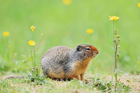 Columbia ground squirrel (Urocitellus columbianus, Spermophilus columbianus) in a flower meadow,