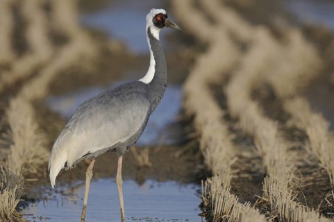 White-naped Crane (Antigone vipio) foraging, Arasaki, Japan