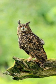 Eurasian Eagle-owl (Bubo bubo), adult, perch, vigilant, in summer, Wisdom, Šumava, Czech Republic