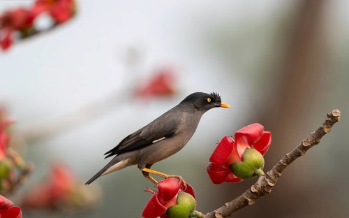 Jungle Myna (Acridotheres fuscus) on a flowering silk-cotton branch, sreepur, Gazipur, bangladesh