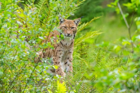 Eurasian lynx (Lynx lynx) in the middle of bushes in summer, Bavaria, Germany