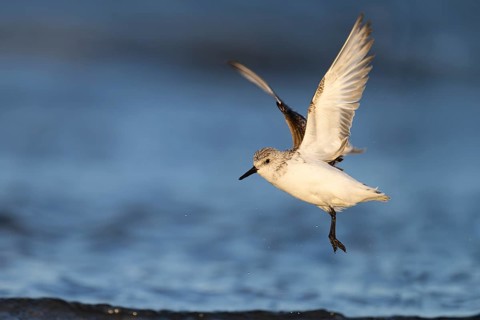 Avocet (Recurvirostra avosetta), Texel, Netherlands
