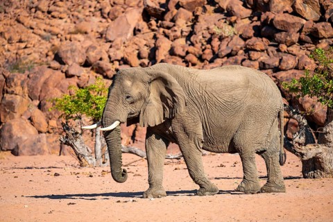 African elephant (Loxodonta africana), desert elephant, riverbed of the Ugab River, Damaraland,