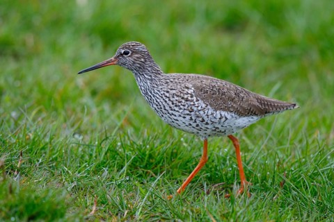 Common Redshank (Tringa totanus), Netherlands