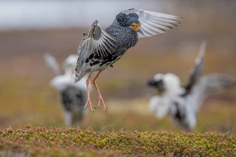 Ruff (Philomachus pugnax), at the mating site, Varanger, Norway