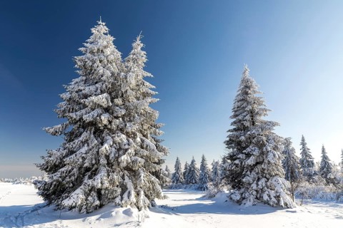 Sunny winter landscape with snow-covered trees, bushes, trails and branches covered with hoarfrost