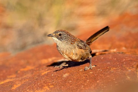 Short-tailed Grasswren (Amytornis merrotsyi pedleri), South Australia, Australia