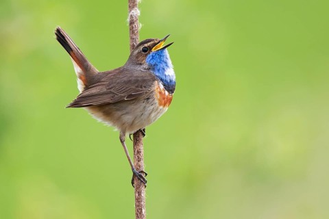 Bluethroat (Luscinia svecica cyanecula) male singing from cattail, Netherlands