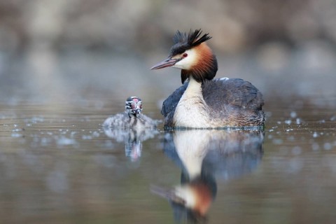Great Crested Grebe (Podiceps cristatus) with chick, North Rhine-Westphalia, Germany