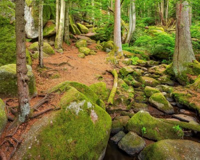 The Höllbach in the Hölle Nature Reserve flows through green forest and large moss-covered rocks,
