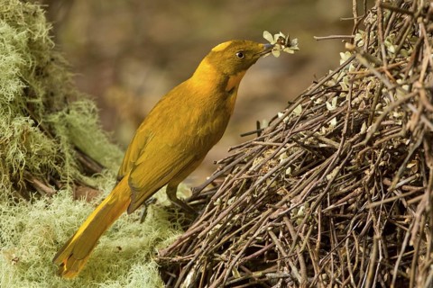 Golden Bowerbird (Prionodura newtoniana) male, Queensland, Australia