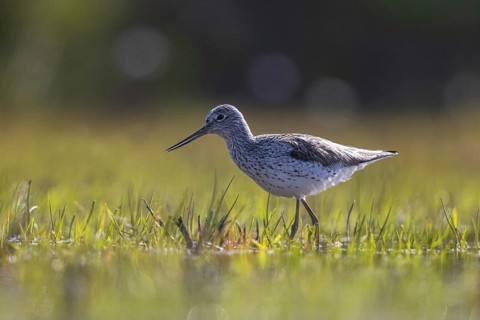 Common Greenshank (Tringa nebularia), North Rhine-Westphalia, Germany