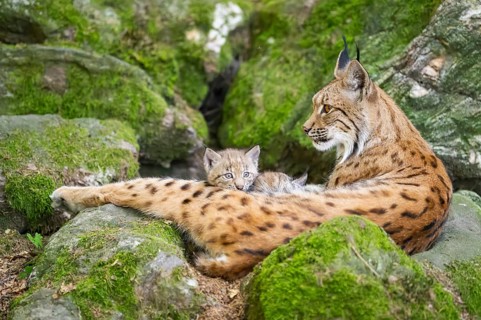 Eurasian lynx (Lynx lynx) mother with her youngsters (cubs) lying on a rock in a forest, Bavaria,