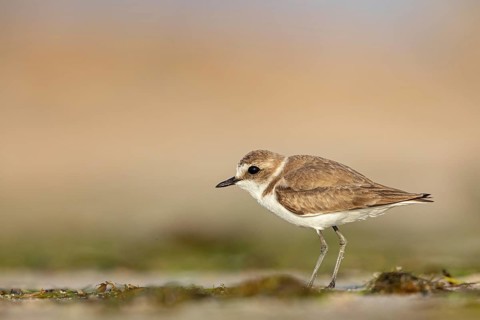Animals, birds, plover, Kentish plover, (Charadrius alexandrinus), biotope, habitat, foraging, Barr