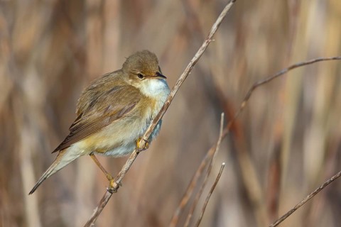 Reed Warbler, subspecies scirpaceus, (Acrocephalus scirpaceus scirpaceus), (Acrocephalus