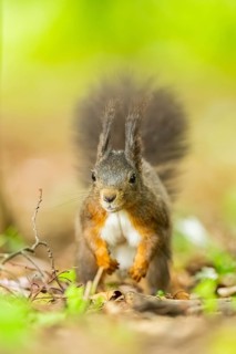 Red squirrel (Sciurus vulgaris) in a forest, Bavaria, Gernany