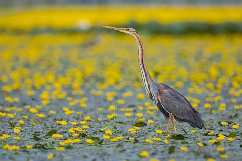 Purple heron (Ardea purpurea) amidst flowering water lilies Hungary
