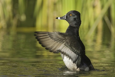 Ring-necked Duck (Aythya collaris) male, Arizona, USA